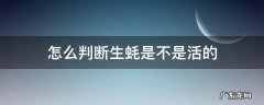 怎么判断生蚝是不是活的 怎么辨别生蚝是活的