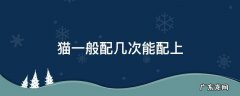 猫咪配几次能配上 猫一般配几次能配上