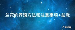 兰花的养殖方法和注意事项 兰花的养殖方法和注意事项 盆栽一