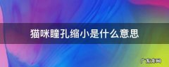 猫咪瞳孔变小是什么原因 猫咪瞳孔缩小是什么意思