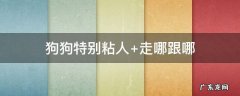 狗狗特别粘人 狗狗特别粘人说明什么