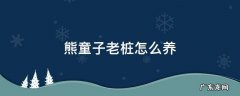 熊童子老桩怎么养 熊童子老桩图片欣赏