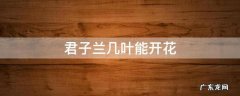 君子兰几叶能开花 君子兰几叶开花结果