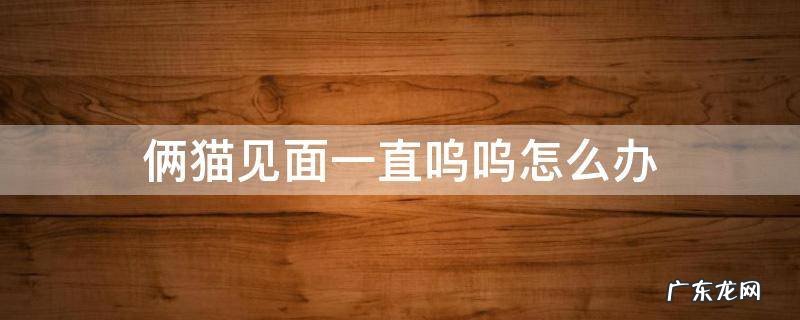 俩猫见面一直呜呜怎么办 两只猫怎么相处 发出呜呜声