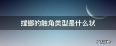 螳螂有几个触角 螳螂的触角类型是什么状