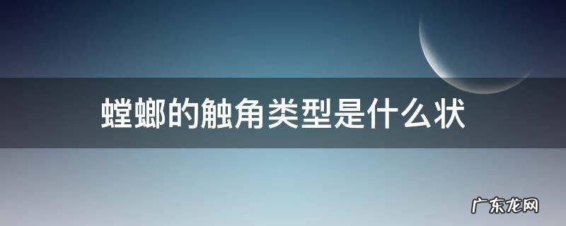 螳螂有几个触角 螳螂的触角类型是什么状