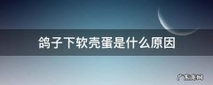 鸽子下软壳蛋是什么原因 鸽子下软壳蛋怎么办