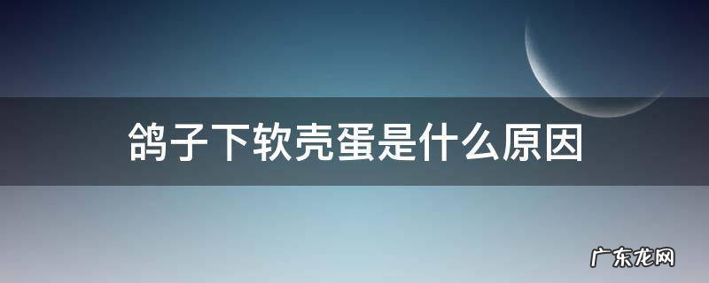 鸽子下软壳蛋是什么原因 鸽子下软壳蛋怎么办