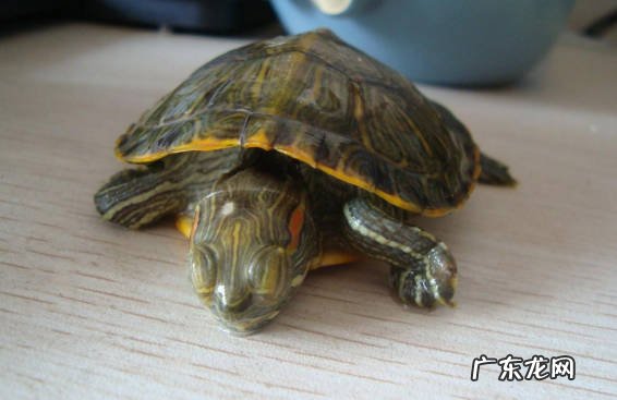 不适应环境 为什么乌龟不爱动