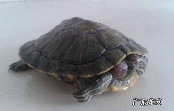 不适应环境 为什么乌龟不爱动