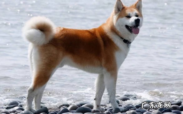 德国牧羊犬 哪些狗狗的咬合力强