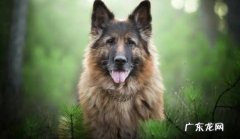 德国牧羊犬 哪些狗狗的咬合力强