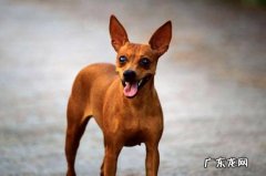 喜欢叫 小鹿犬不受欢迎的原因是什么