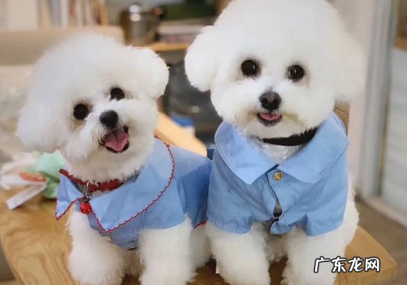 泰迪 狗界的香狗指的什么