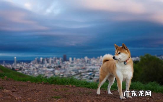 泰迪 狗界的香狗指的什么