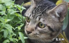 外表独特 狸花猫具备的优势是什么