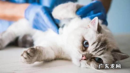 减少生病 绝育后的公猫有什么改变