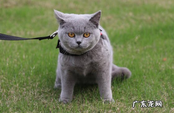 颜色不同 蓝猫和金渐层的区别是什么