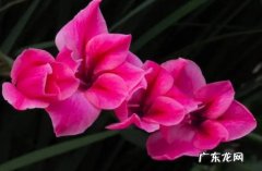 百合花 哪些小球花会在冬季盛开