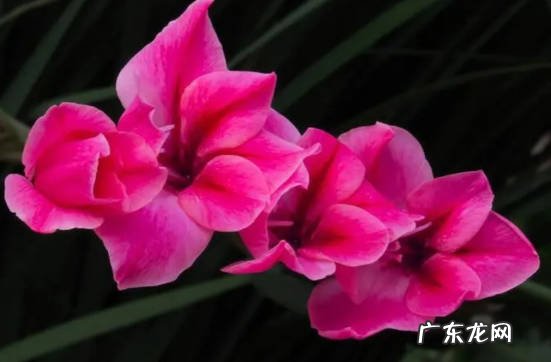 百合花 哪些小球花会在冬季盛开