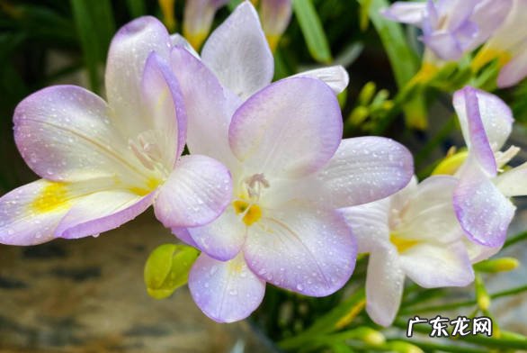 百合花 哪些小球花会在冬季盛开