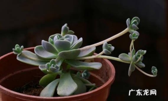 修剪 多肉植物开花后怎么办