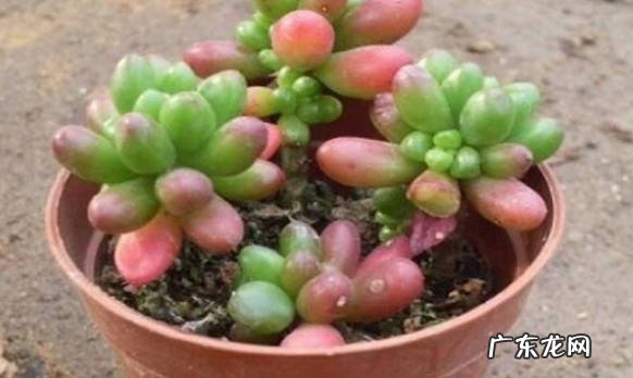 注意温度的控制 玉米石的养殖方法是啥