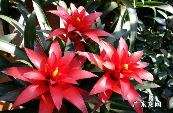 一帆风顺 种了哪些花会转运