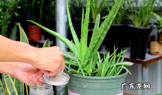 过度浇水 种植芦荟要避开哪些坑