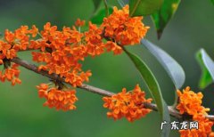 桂花 立秋后可以种哪些花