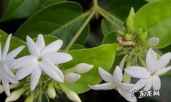 好养活 素馨花好养活吗
