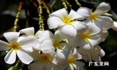 好养活 素馨花好养活吗
