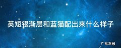 英短银渐层和蓝猫配出来什么样子 英短银渐层与蓝猫配