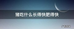 猪吃什么长得快肥得快 猪吃什么长得快肥得快,视频