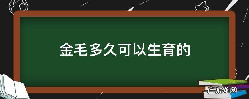 金毛怀孕几个月能生 金毛多久可以生育的