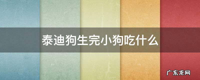 泰迪狗生完小狗吃什么 泰迪狗生产完吃什么