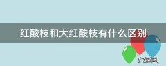 大红酸枝与红酸枝区别 红酸枝和大红酸枝有什么区别