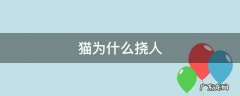 猫为什么挠人脸 猫为什么挠人
