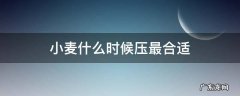 小麦几月份怕压 小麦什么时候压最合适