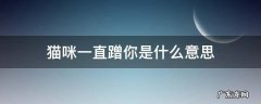 猫咪一直蹭你是什么原因 猫咪一直蹭你是什么意思