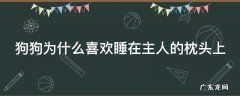 狗狗为什么喜欢睡在主人的床边 狗狗为什么喜欢睡在主人的枕头上