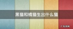 为什么橘猫生出来的黑猫 黑猫和橘猫生出什么猫
