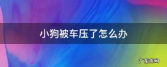 小狗被车压了怎么办,没有受伤 小狗被车压了怎么办