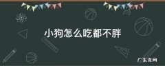 小狗怎么吃都不胖是怎么回事儿不拉稀 小狗怎么吃都不胖
