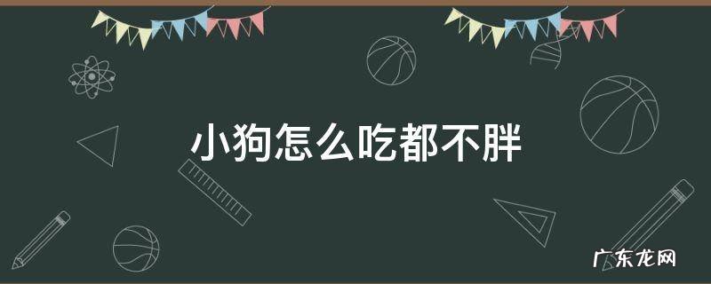 小狗怎么吃都不胖是怎么回事儿不拉稀 小狗怎么吃都不胖