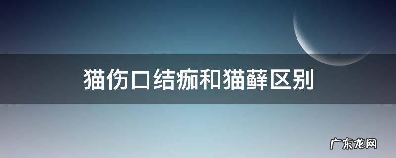 猫结痂和猫藓的区别 猫伤口结痂和猫藓区别
