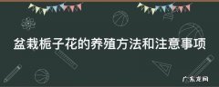 盆栽栀子花的养殖方法和注意事项 盆栽栀子花的养殖方法和注意事项有哪些