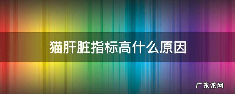 猫肝功能指标偏高 猫肝脏指标高什么原因
