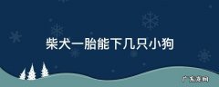 柴犬一胎能下几只小狗 柴犬一胎生几只小狗