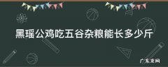 黑瑶公鸡吃五谷杂粮能长多少斤 黑瑶公鸡吃五谷杂粮能长多少斤呢